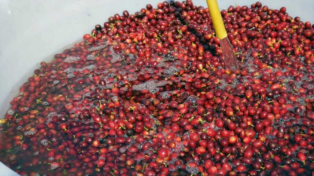 Red Dragon Estate - Yellow Honey [Typica]