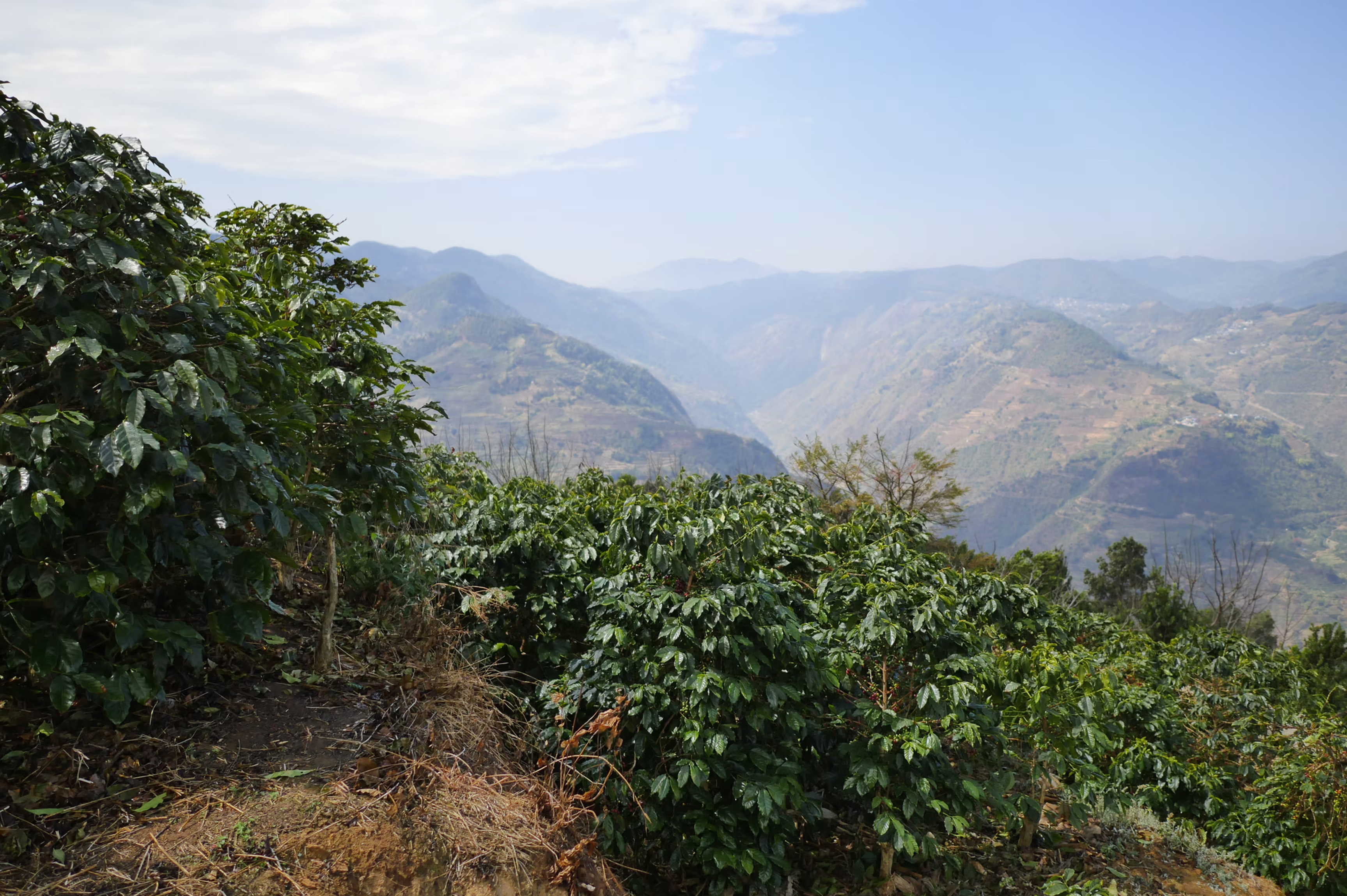 Red Dragon Estate - Yellow Honey [Typica]