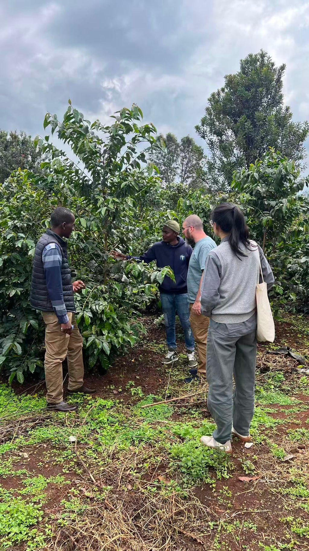 Kamavindi Estate - Natural [SL28 [AA]]