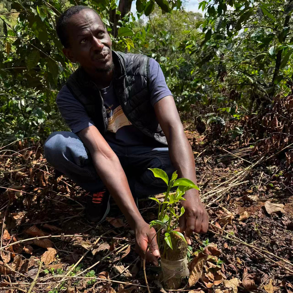 Kamavindi Estate - Natural [SL28 [AA]]