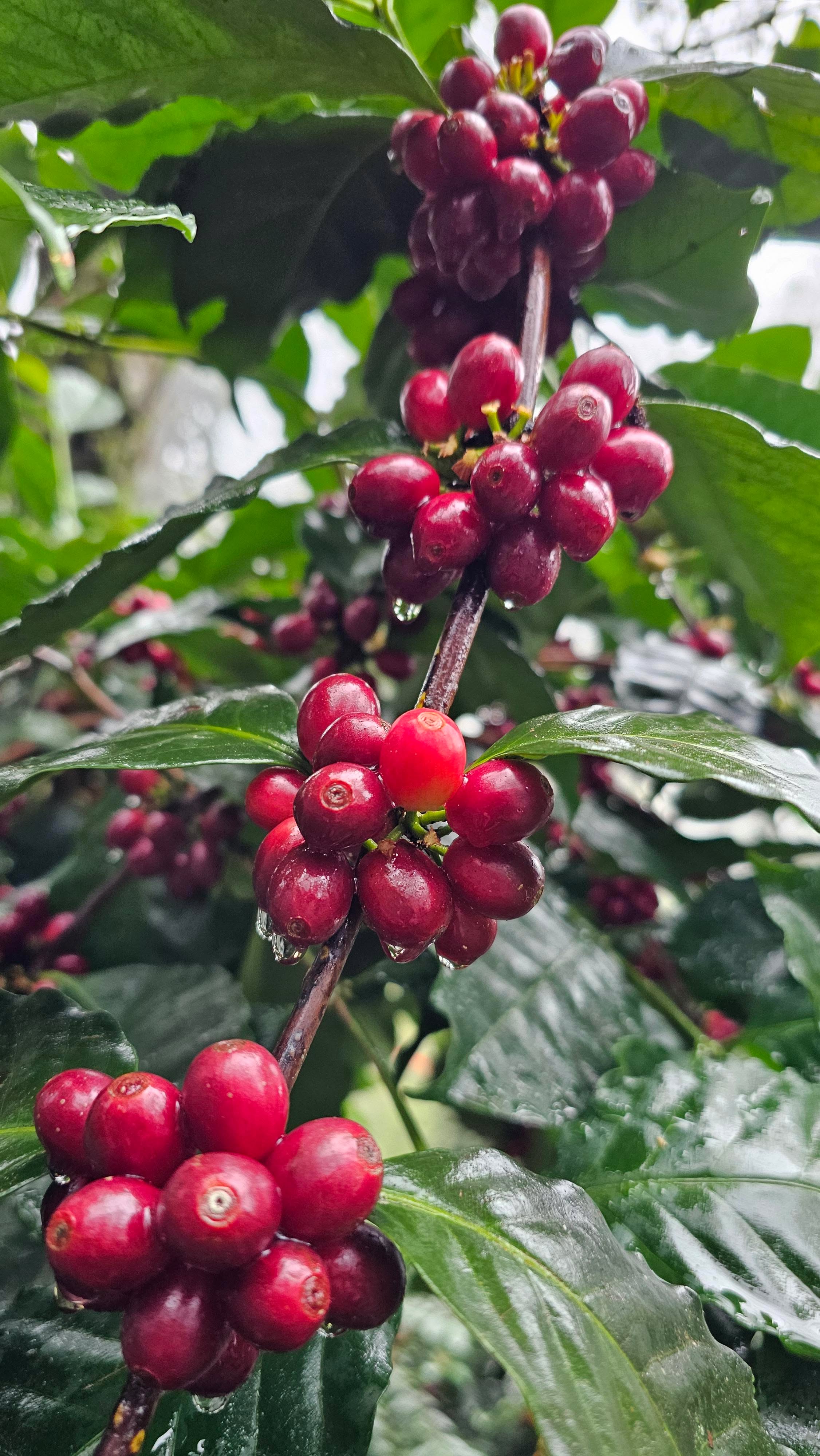 Royal Bean Geisha Estate - Washed [Geisha]