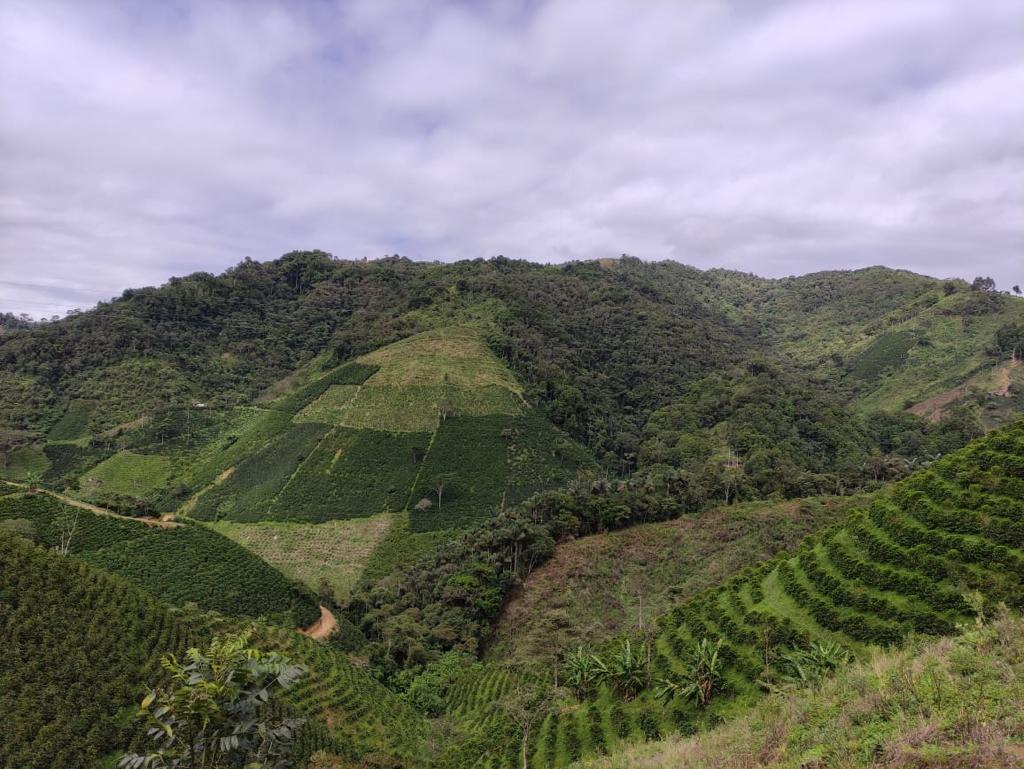 Las Flores - Hydro Honey [Java]