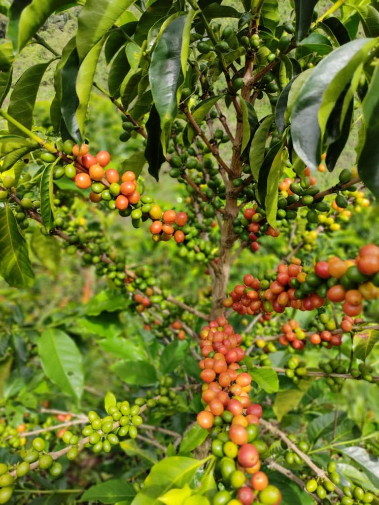 Las Flores - Hydro Honey [Java]