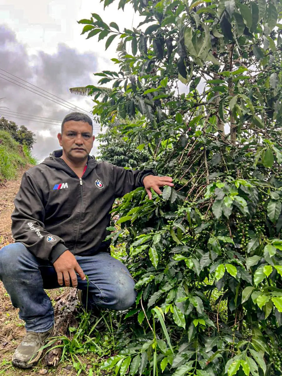 Finca Las Palmas - Washed [Bourbon Aji]