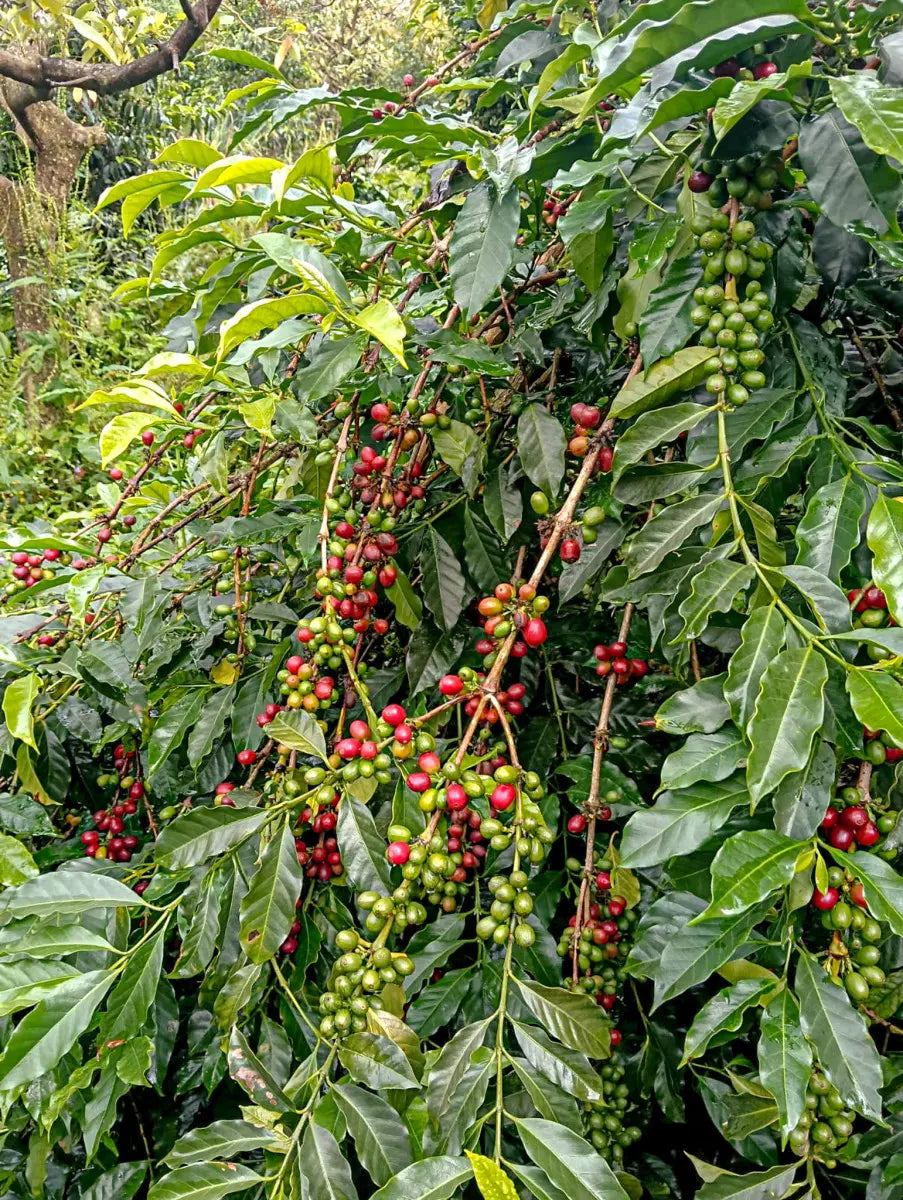Finca Las Palmas - Washed [Bourbon Aji]