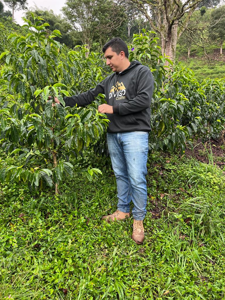 El Diviso - Natural [Sidra]