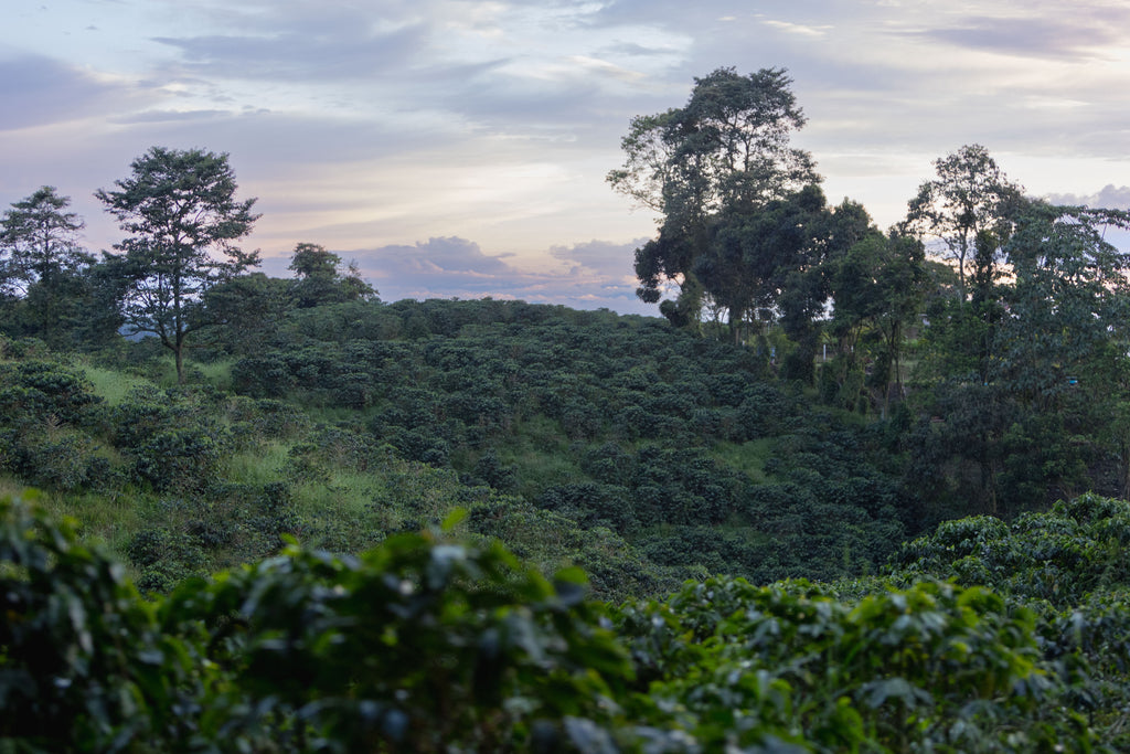 Finca La Riviera - Anaerobic Washed [Pink Bourbon]