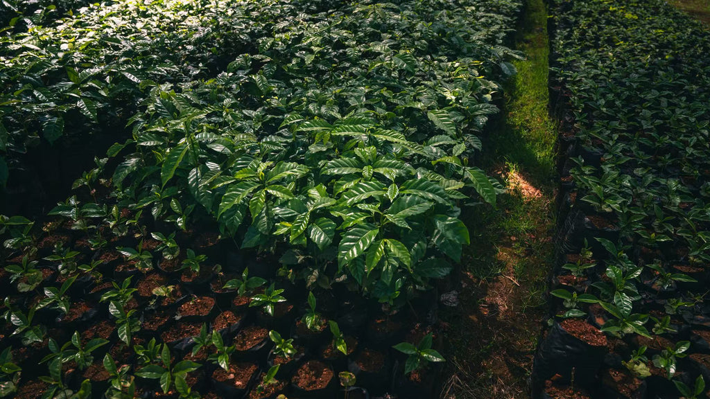 Kangocho Factory - Washed [SL28, SL34, Ruiru 11, and Batian [AA]]