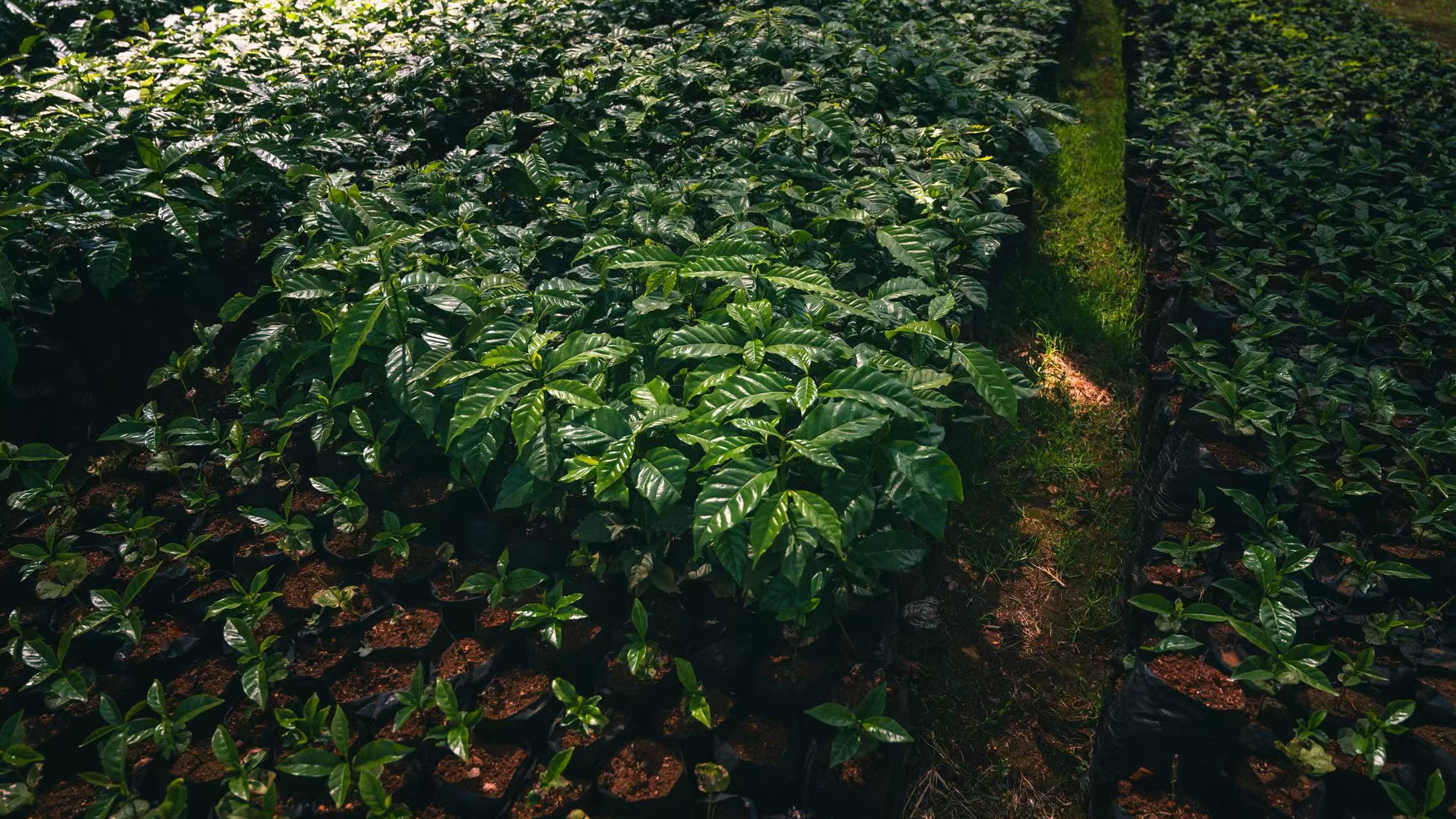 Kangocho Factory - Washed [SL28, SL34, Ruiru 11, and Batian [AA]]