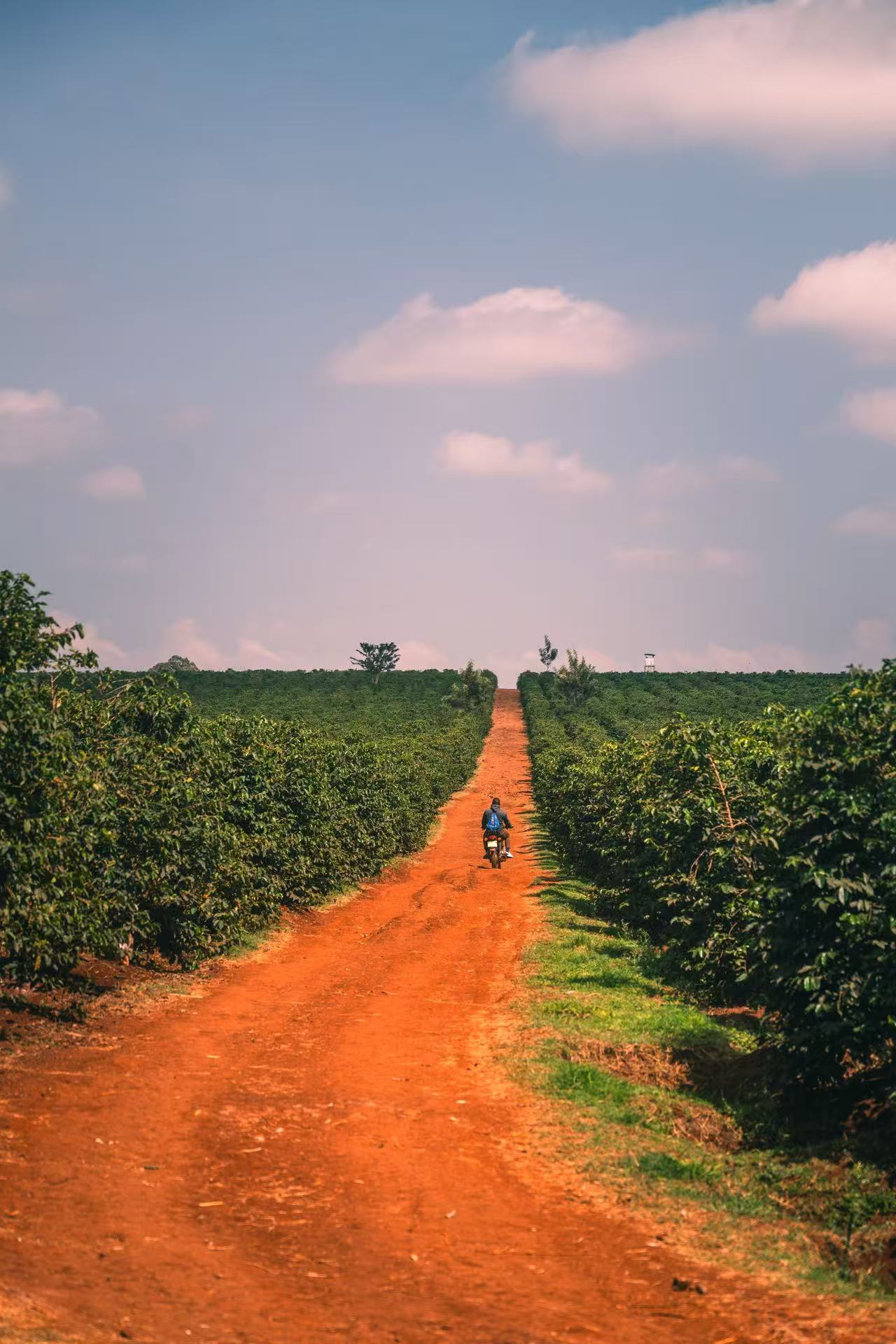 Kangocho Factory - Washed [SL28, SL34, Ruiru 11, and Batian [AA]]