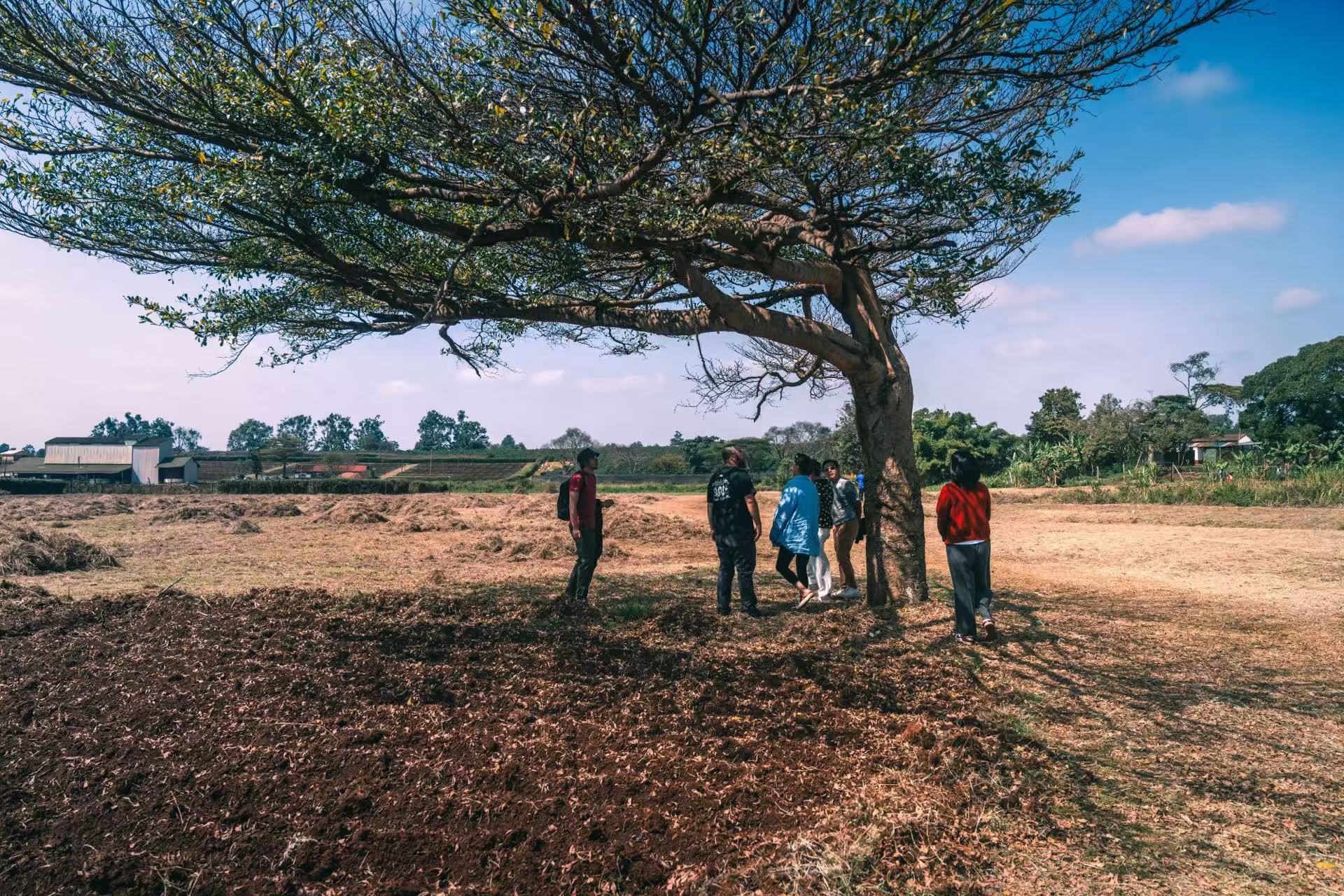 Kangocho Factory - Washed [SL28, SL34, Ruiru 11, and Batian [AA]]