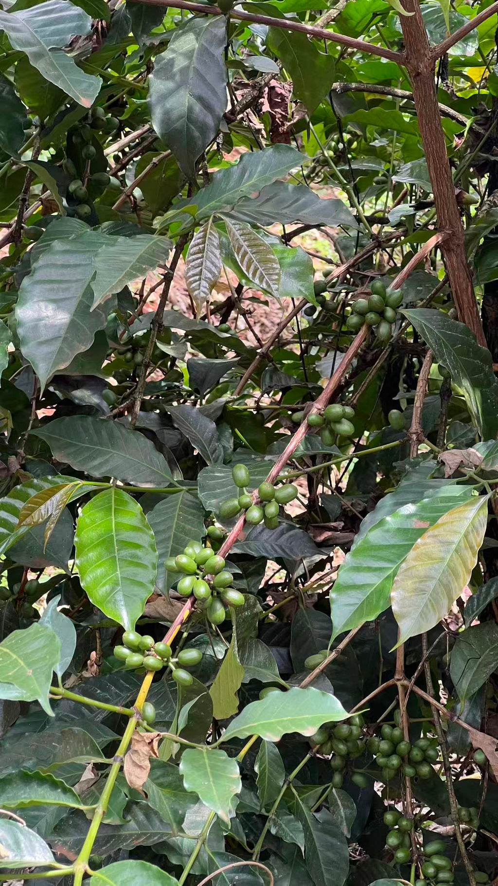 Kamavindi Estate - Natural [SL28 [AA]]